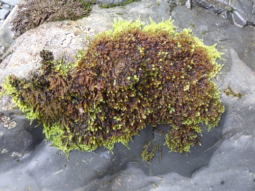 Sciuro-hypnum plumosum observed 2026-10-27