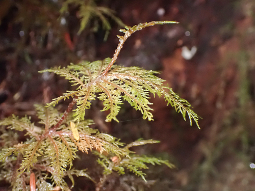 Hylocomium splendens observed 2026-10-27