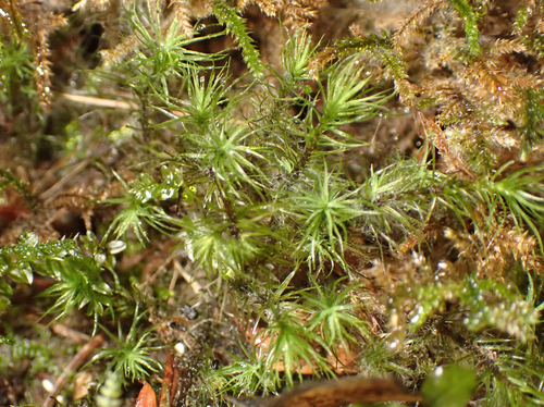 Bartramia pomiformis observed 2026-10-27