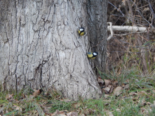 Parus major observed 2026-10-28