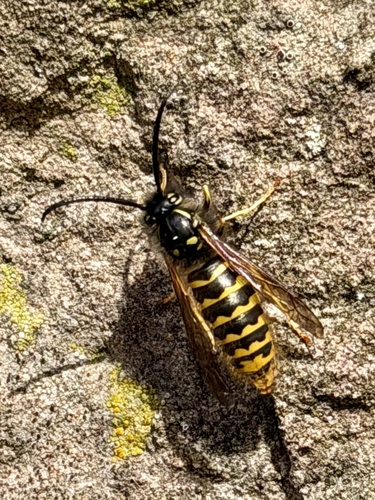 Vespula vulgaris, 2026-10-28