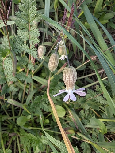Silene vulgaris observed 2026-10-28