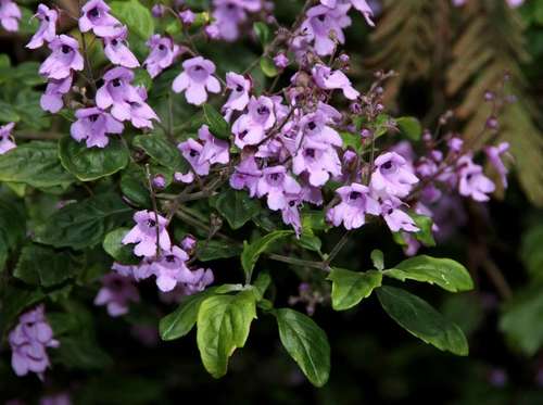 Image of Prostanthera melissifolia by (c) Russell Best, some rights reserved (CC BY)