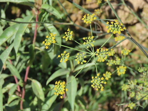 Foeniculum vulgare observed 2026-10-28