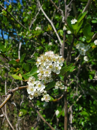 Klamath Hawthorn