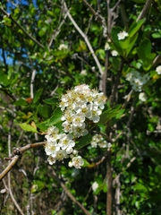 Crataegus gaylussacia