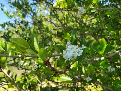 Crataegus gaylussacia