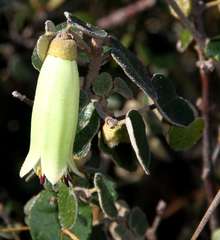 Correa reflexa reflexa