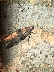 Tlascala reductella