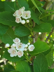 Crataegus gaylussacia