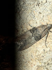 Tlascala reductella
