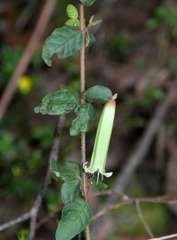 Correa reflexa reflexa