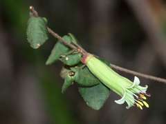 Correa reflexa reflexa