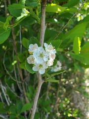 Crataegus gaylussacia