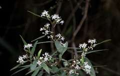 Nematolepis squamea squamea