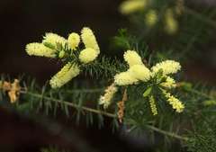 Acacia verticillata verticillata