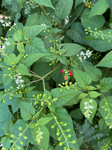 Rivina humilis observed 2026-10-28