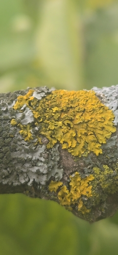 Xanthoria observed 2026-10-28
