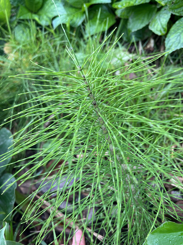 Equisetum telmateia observed 2026-10-28