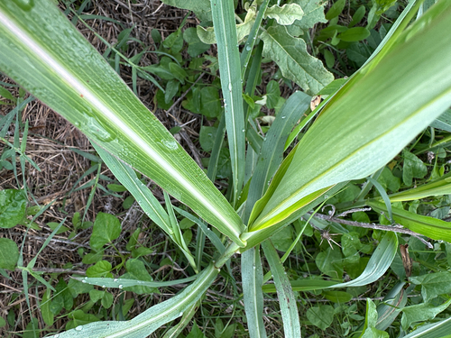 Sorghum halepense observed 2026-10-28