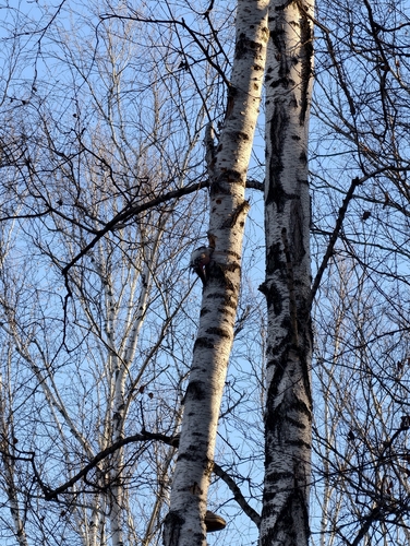 Dendrocopos leucotos, 2026-10-28