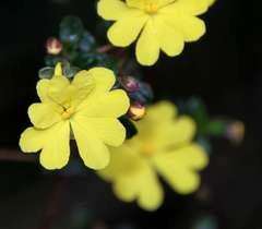 Hibbertia appressa