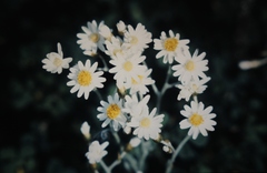 Rhodanthe corymbiflora