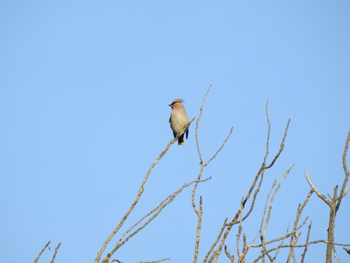 Bombycilla garrulus observed 2026-10-28