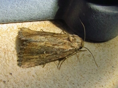 Condicinae