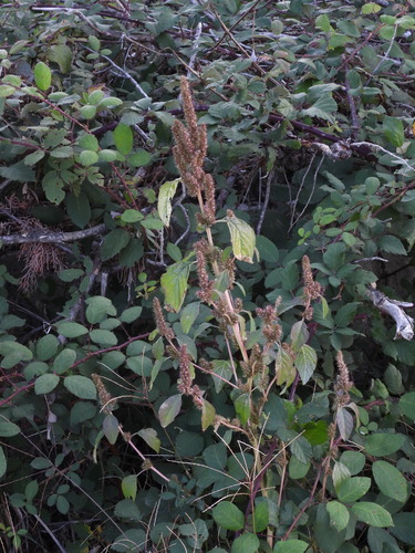 Amaranthus observed 2026-10-28