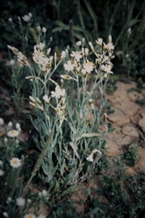 Rhodanthe corymbiflora