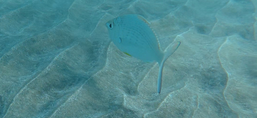 Gerres longirostris observed 2026-10-28