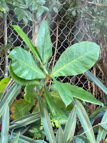 Terminalia catappa observed 2026-10-28