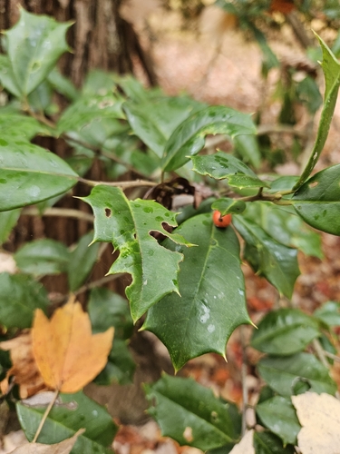 Ilex observed 2026-10-28