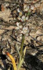 Thelymitra epipactoides