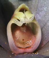 Thelymitra epipactoides