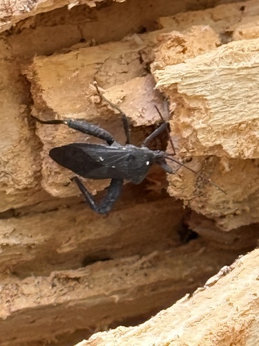 Acanthocephala observed 2026-10-28