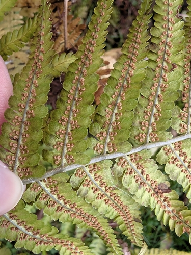 Dryopteris filix-mas observed 2026-10-28