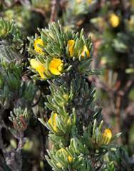 Pultenaea canaliculata
