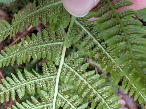 Athyrium filix-femina observed 2026-10-28