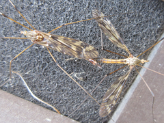 Tipula coquilletti
