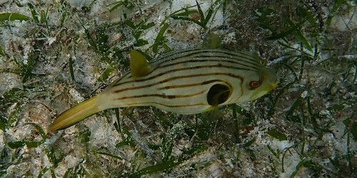 Arothron manilensis observed 2026-10-18
