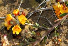 Pultenaea stricta