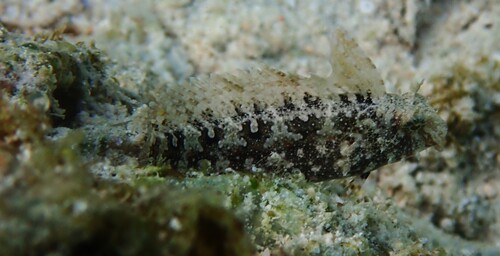 Petroscirtes mitratus observed 2026-10-18