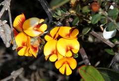 Pultenaea stricta