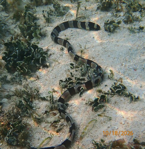 Myrichthys colubrinus observed 2026-10-18