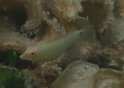 Halichoeres trimaculatus observed 2026-10-18