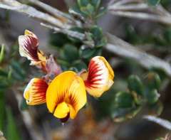 Pultenaea stricta