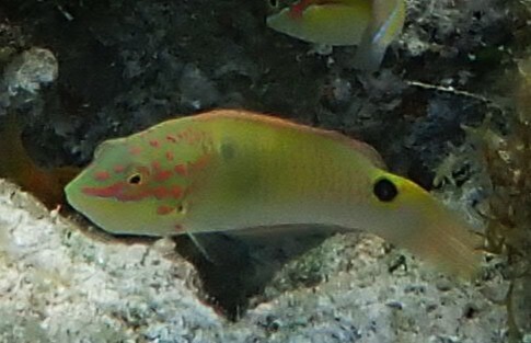 Halichoeres trimaculatus observed 2026-10-18