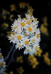 Rhodanthe corymbiflora